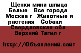 Щенки мини шпица Белые - Все города, Москва г. Животные и растения » Собаки   . Свердловская обл.,Верхний Тагил г.